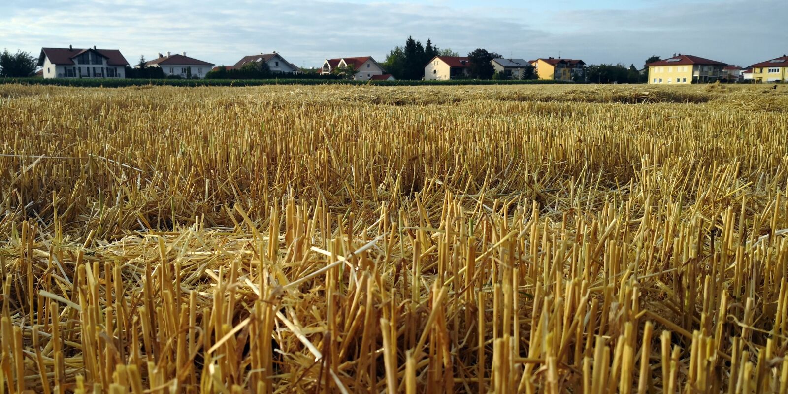 HUAWEI Mate 10 Pro sample photo. Cornfield, harvest, agriculture photography