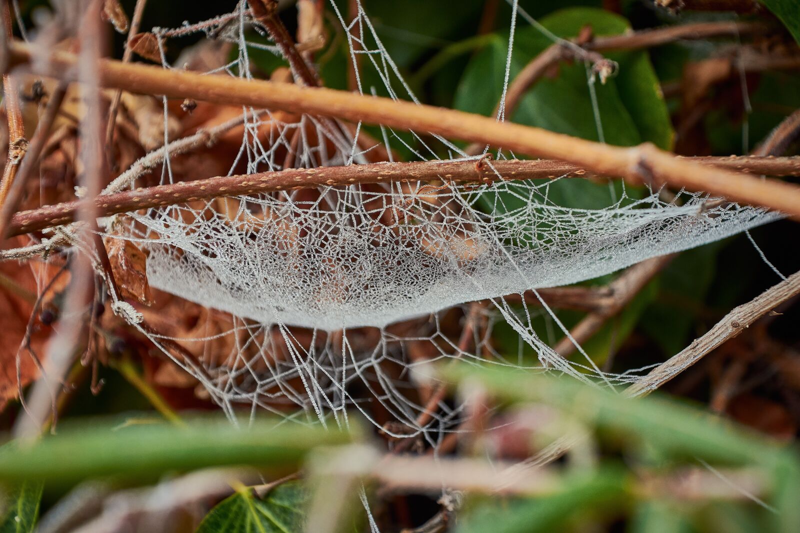 Nikon D7200 sample photo. Buds ice cream, garden photography
