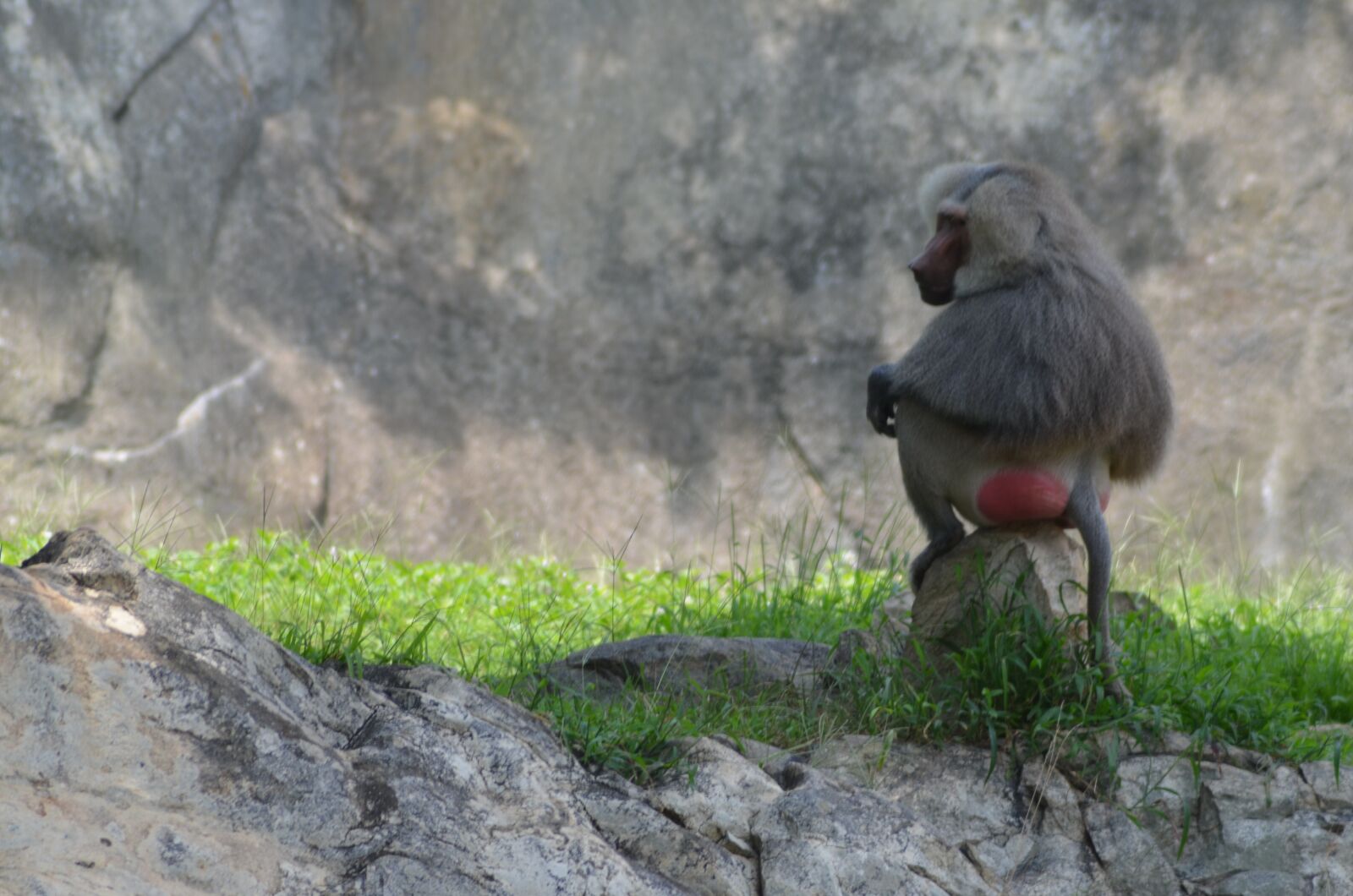 Nikon D5100 sample photo. Baboon, zoo, animal photography