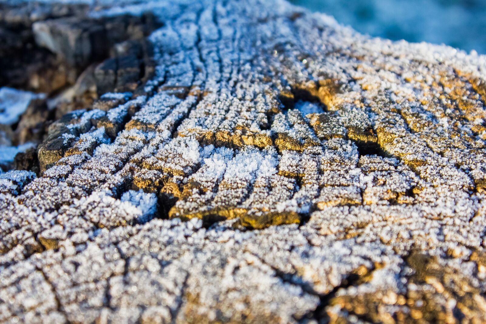 Canon EOS 550D (EOS Rebel T2i / EOS Kiss X4) sample photo. Frost, cold, nature photography
