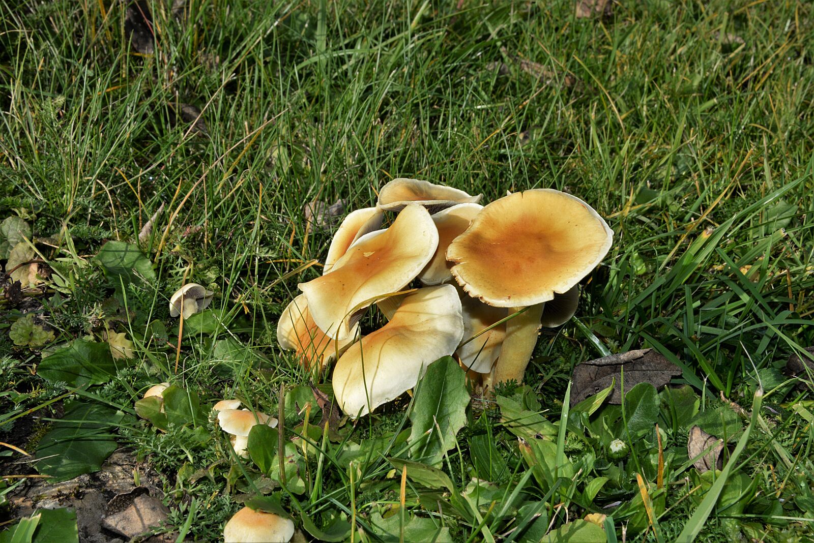 Nikon D610 sample photo. Agarics, mushroom, mushrooms photography