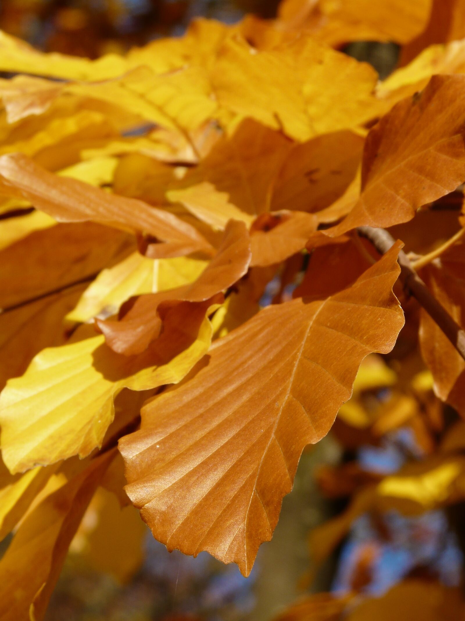 Panasonic DMC-FZ18 sample photo. Beech, fagus sylvatica, fagus photography