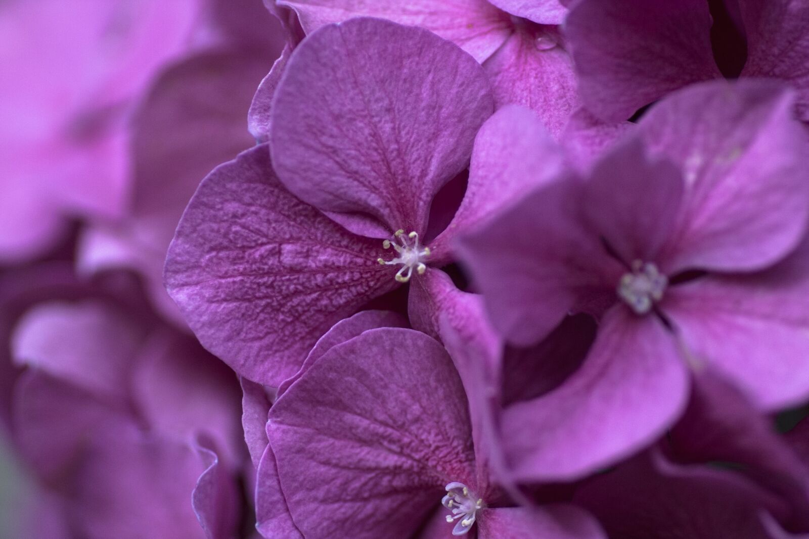 Canon EOS 40D sample photo. Flower, blossom, bloom photography