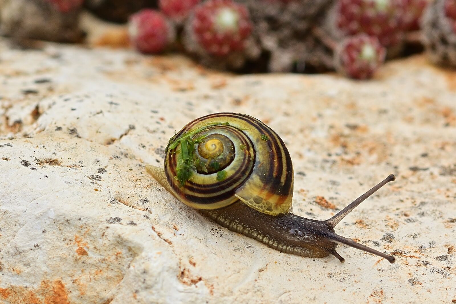 Nikon D5200 sample photo. Snail, garden tape worm photography
