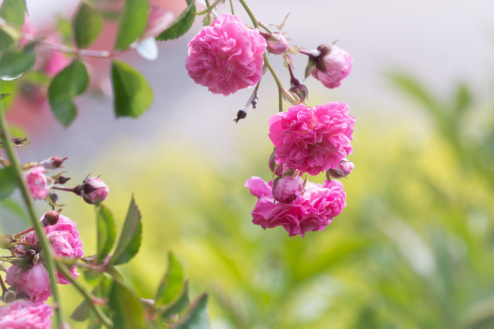 Nikon D7100 sample photo. Roses, pink, rose garden photography