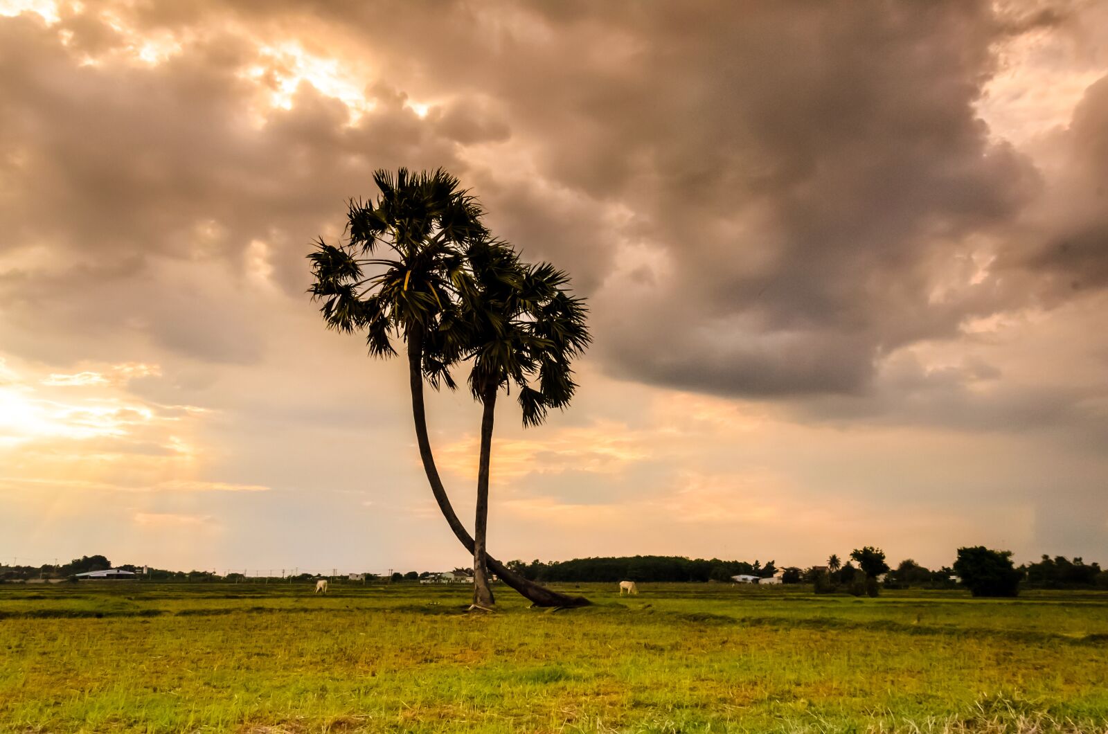 Nikon D5100 sample photo. Tree, thot, palm trees photography