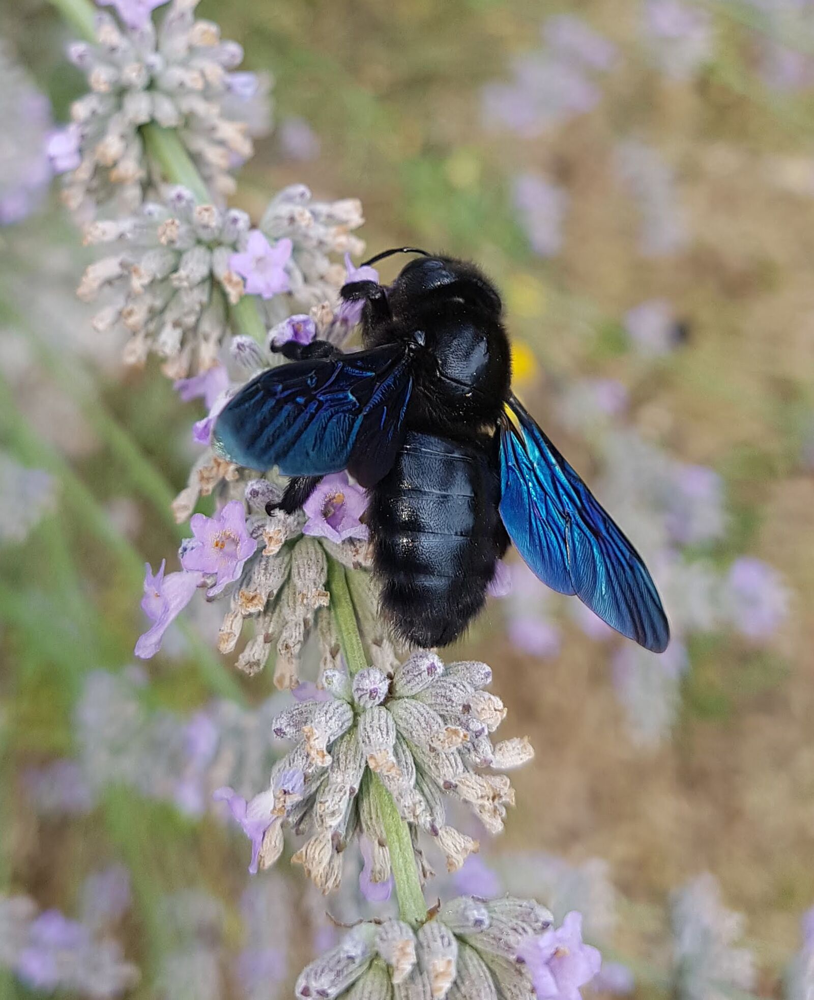 Samsung Galaxy S7 sample photo. Carpenter bee, bee, wild photography