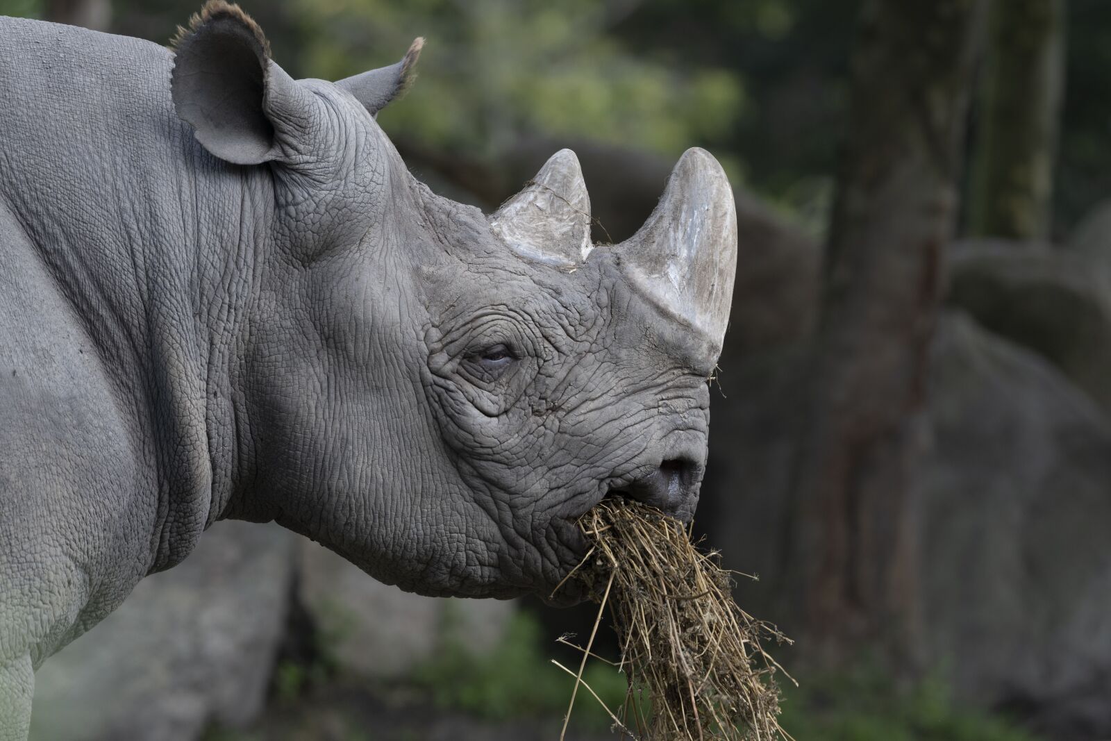 Nikon Z7 sample photo. Rhino, rhinoceros, animal photography