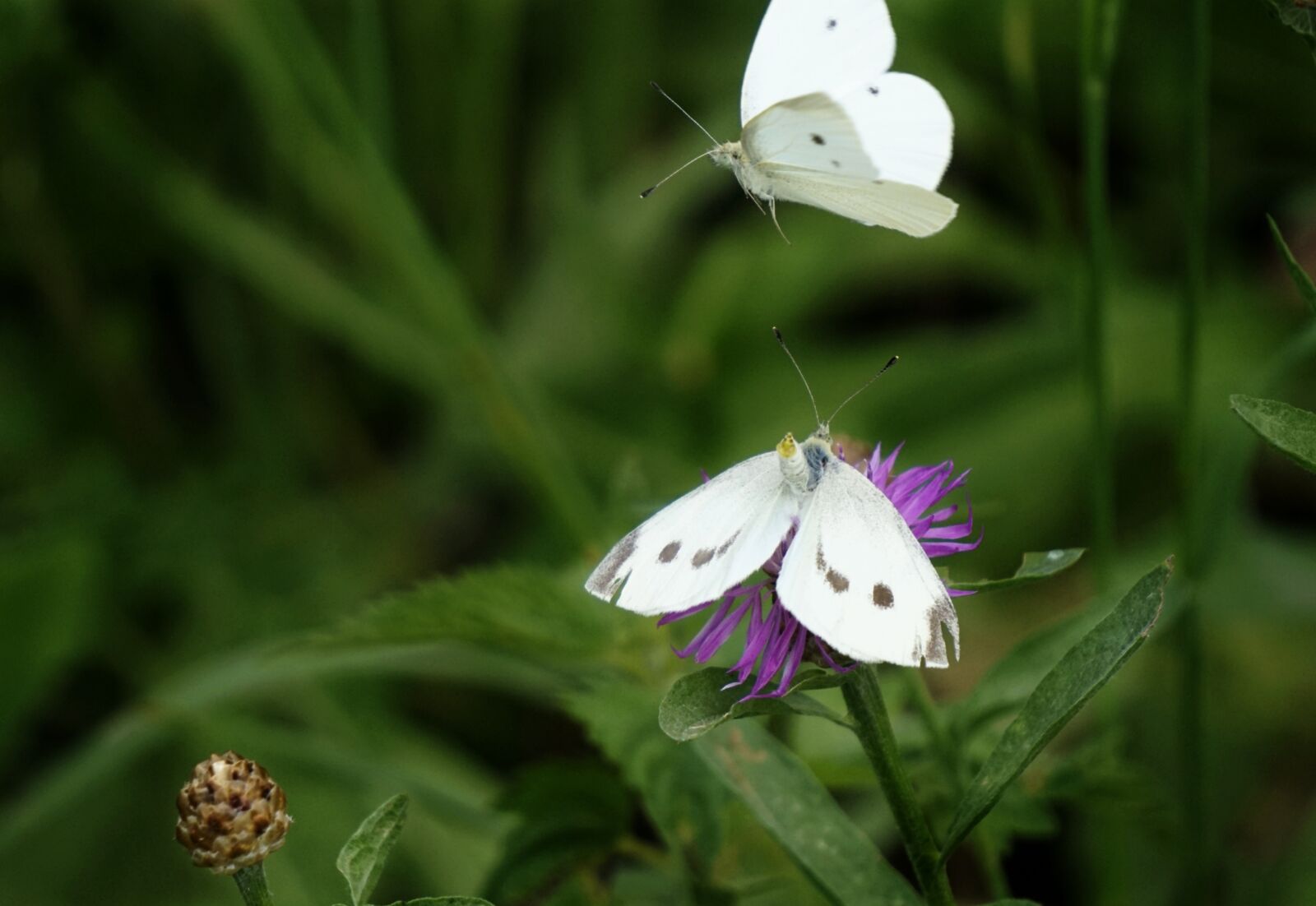 Sony E 55-210mm F4.5-6.3 OSS sample photo. Butterfly, insect, nature photography