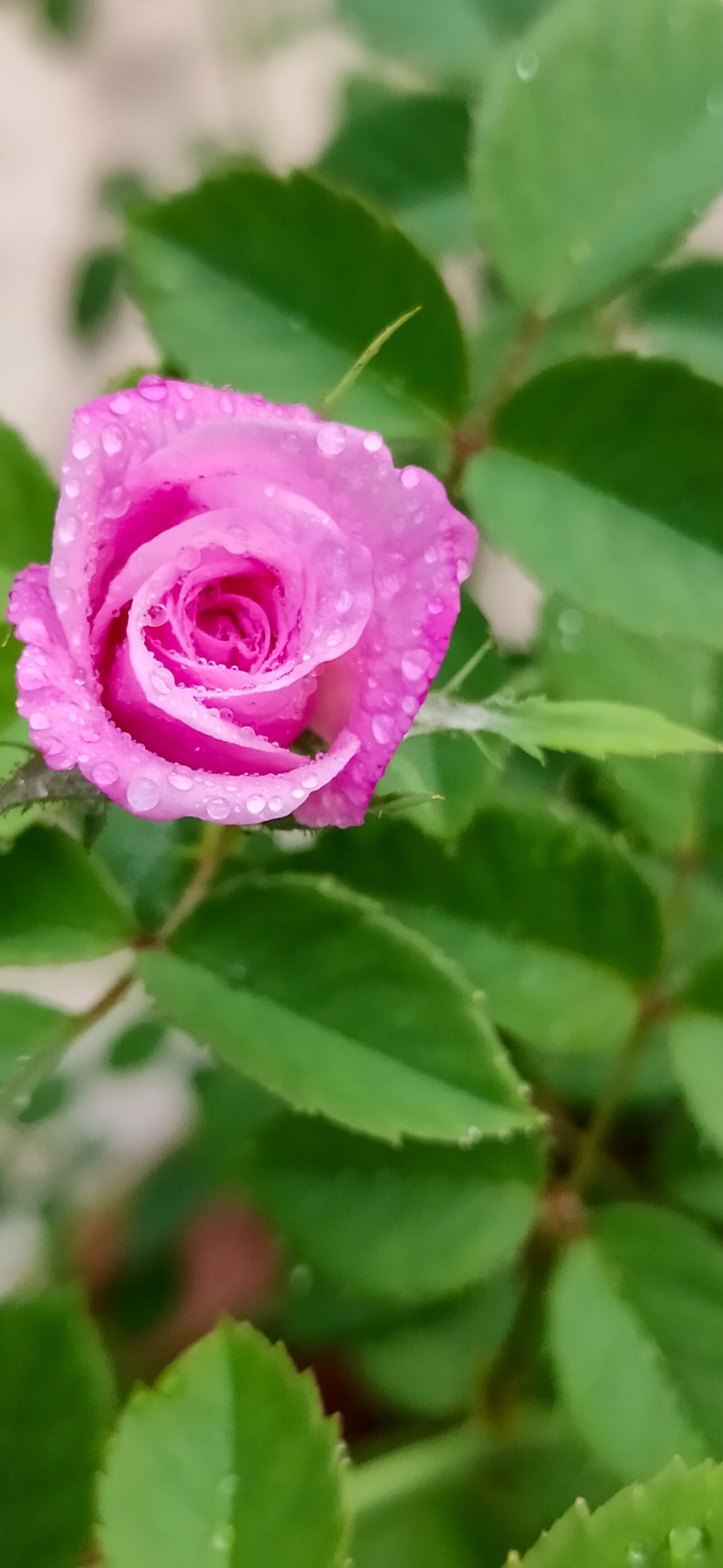 Xiaomi Redmi Note 7 Pro sample photo. Cute little rose, just photography