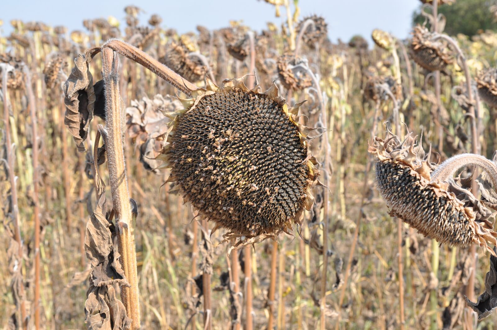 Nikon D90 sample photo. Sunflower, field, sunflower field photography