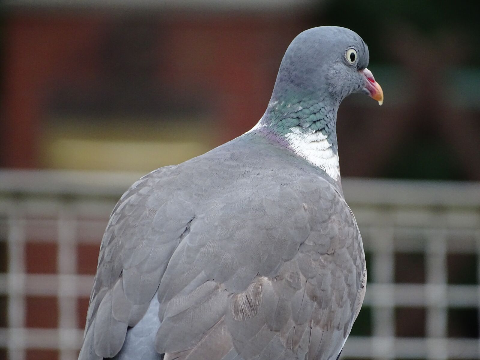 Sony Cyber-shot DSC-HX400V sample photo. Dove, ringdove, field deaf photography