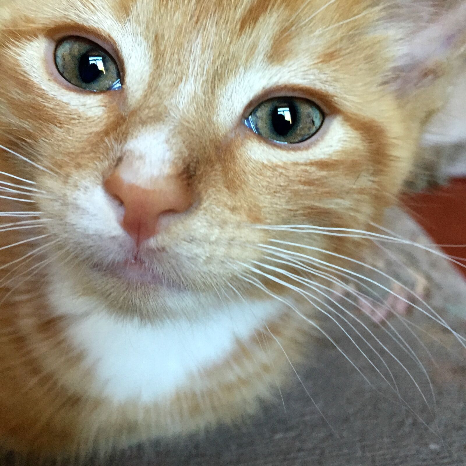 Apple iPhone 6 sample photo. Blie, eyes, cat, close photography