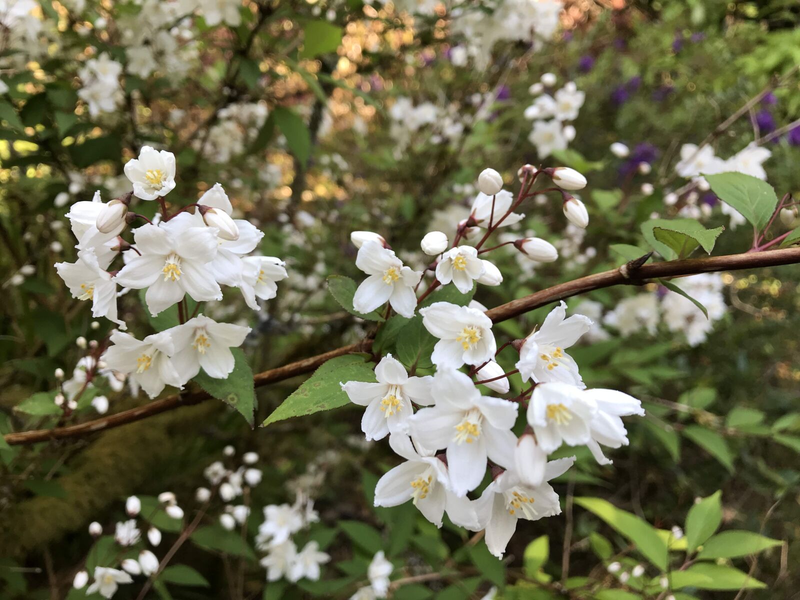 iPhone 7 Plus back dual camera 3.99mm f/1.8 sample photo. Ireland, irish, flowers photography
