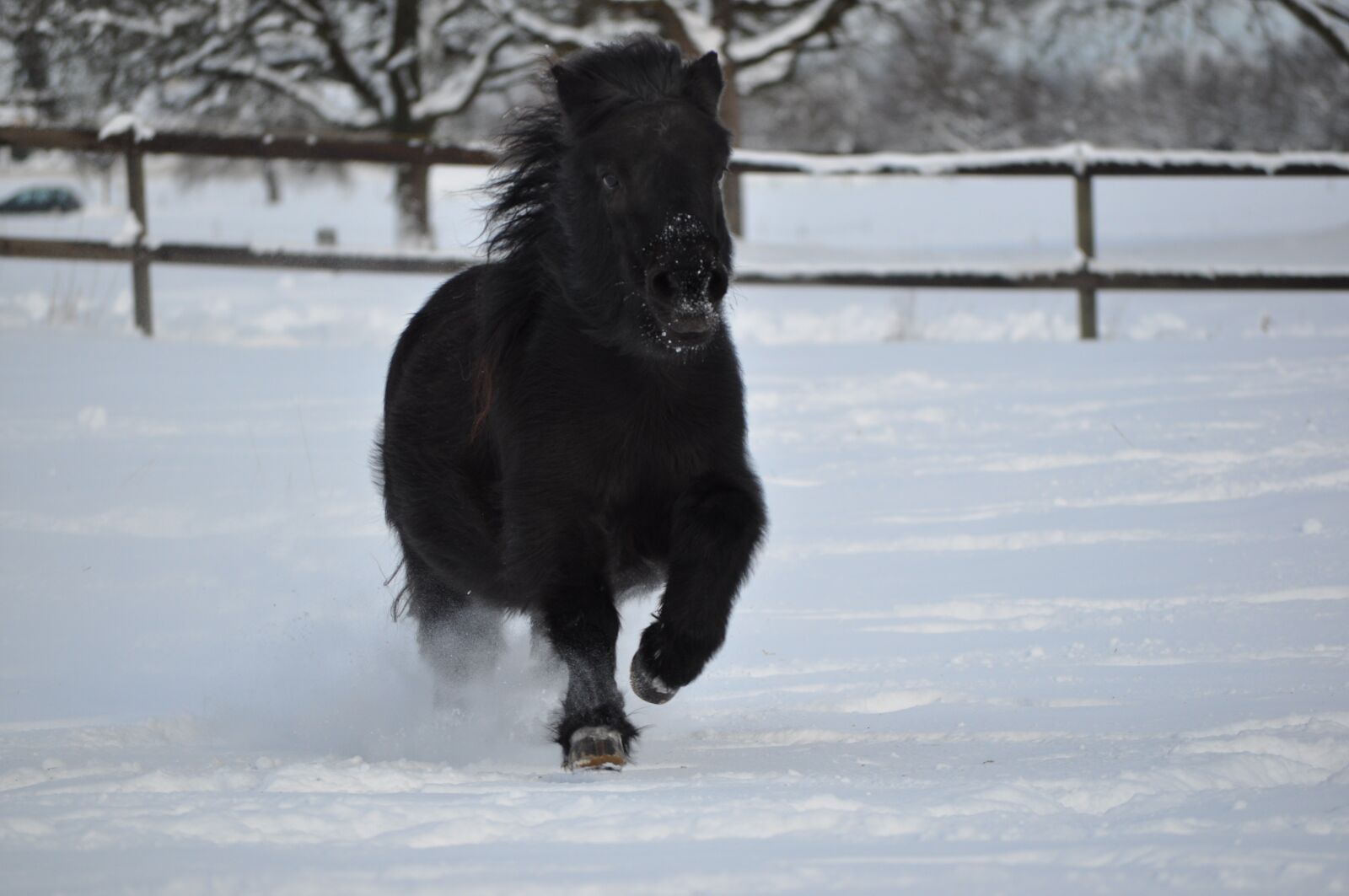 Nikon D5000 sample photo. Snow, winter, cold photography