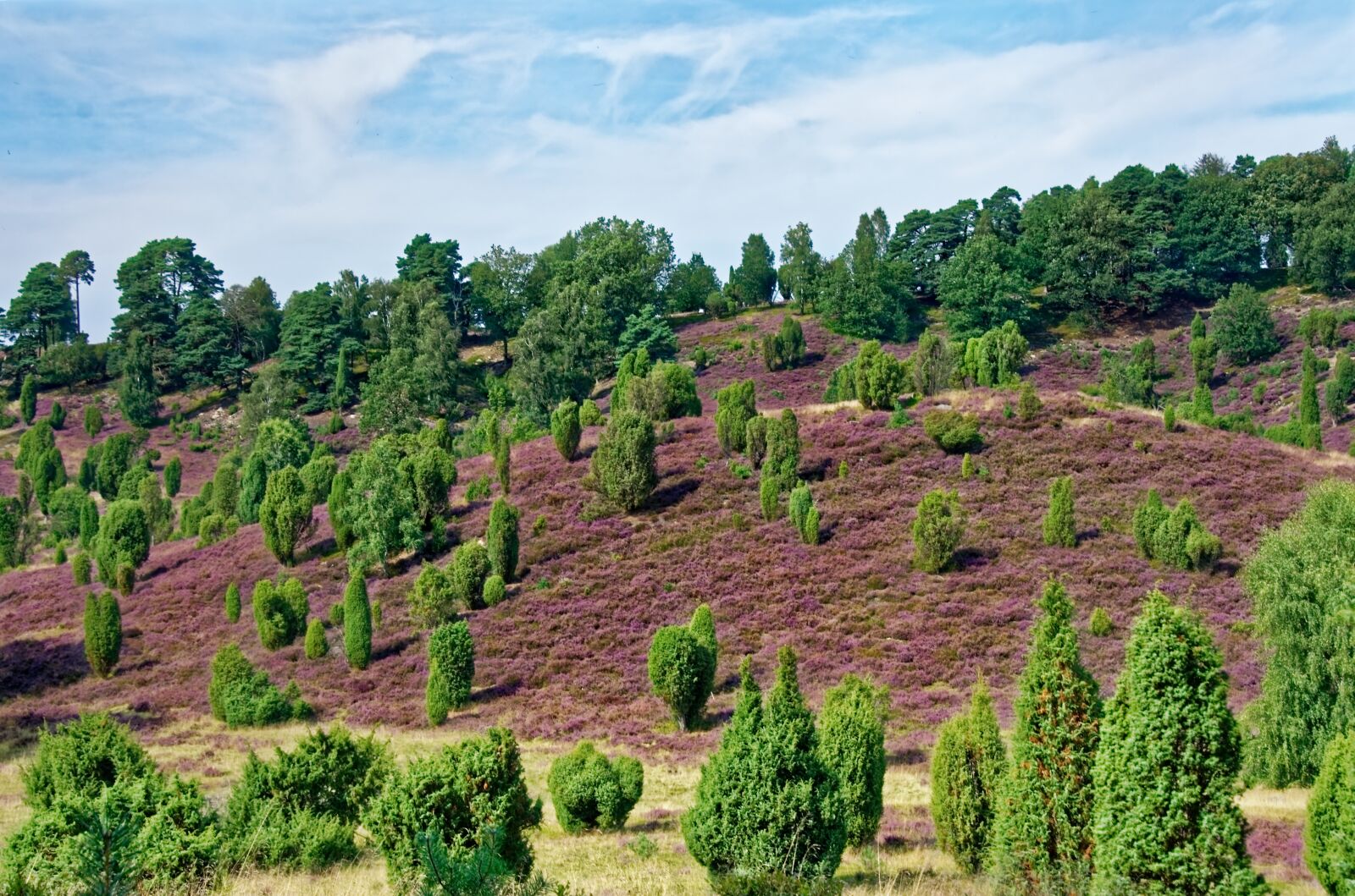 Nikon D7000 sample photo. Germany, l neburg heath photography
