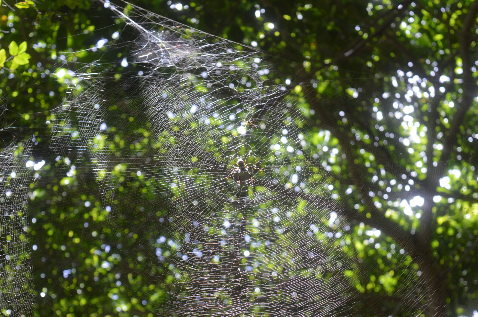 Nikon D3200 sample photo. Nature, park, spider, spiderweb photography