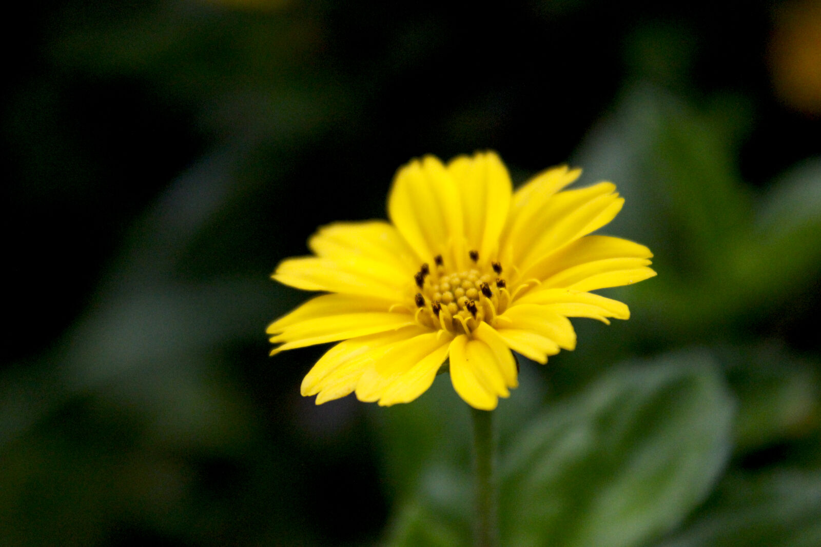 Canon EOS 550D (EOS Rebel T2i / EOS Kiss X4) sample photo. Flower, nature, plant, relaxing photography