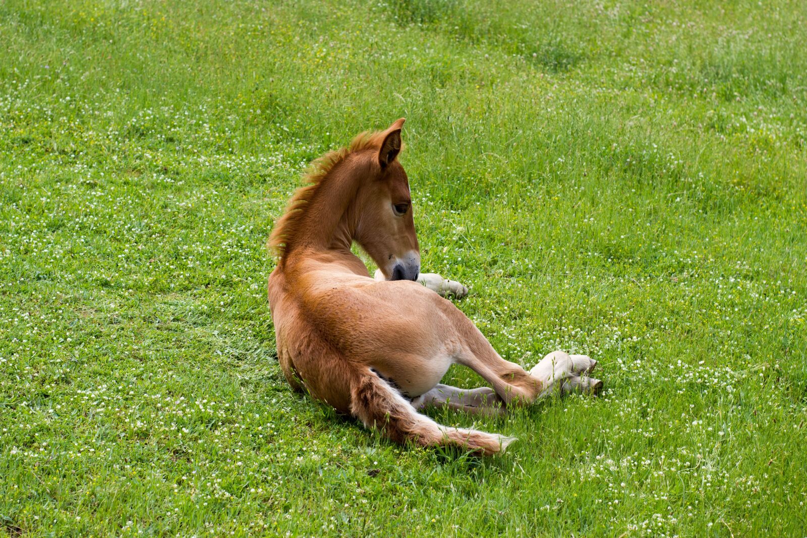 Canon EOS 550D (EOS Rebel T2i / EOS Kiss X4) sample photo. Horse, grass, nature photography