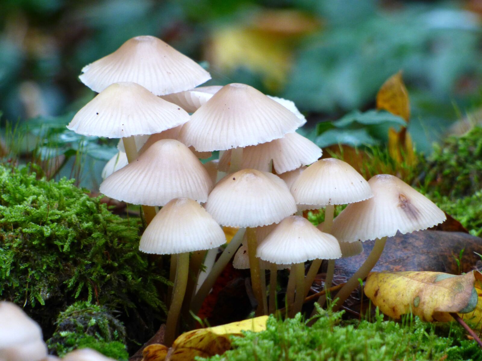 Panasonic DMC-FZ72 sample photo. Fungus, hat, nature photography