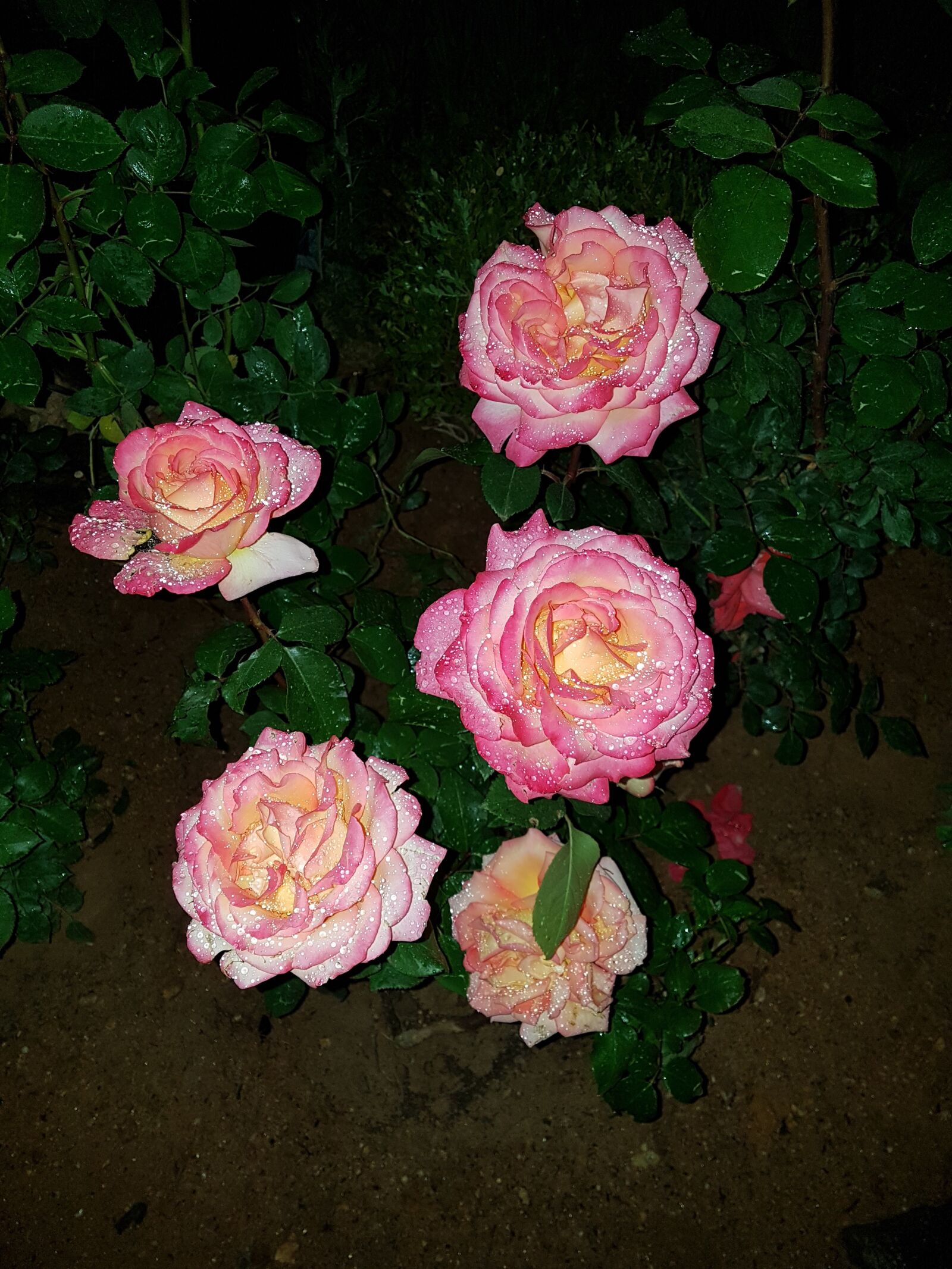 Samsung Galaxy S7 Edge sample photo. Rose garden, pastel rose photography