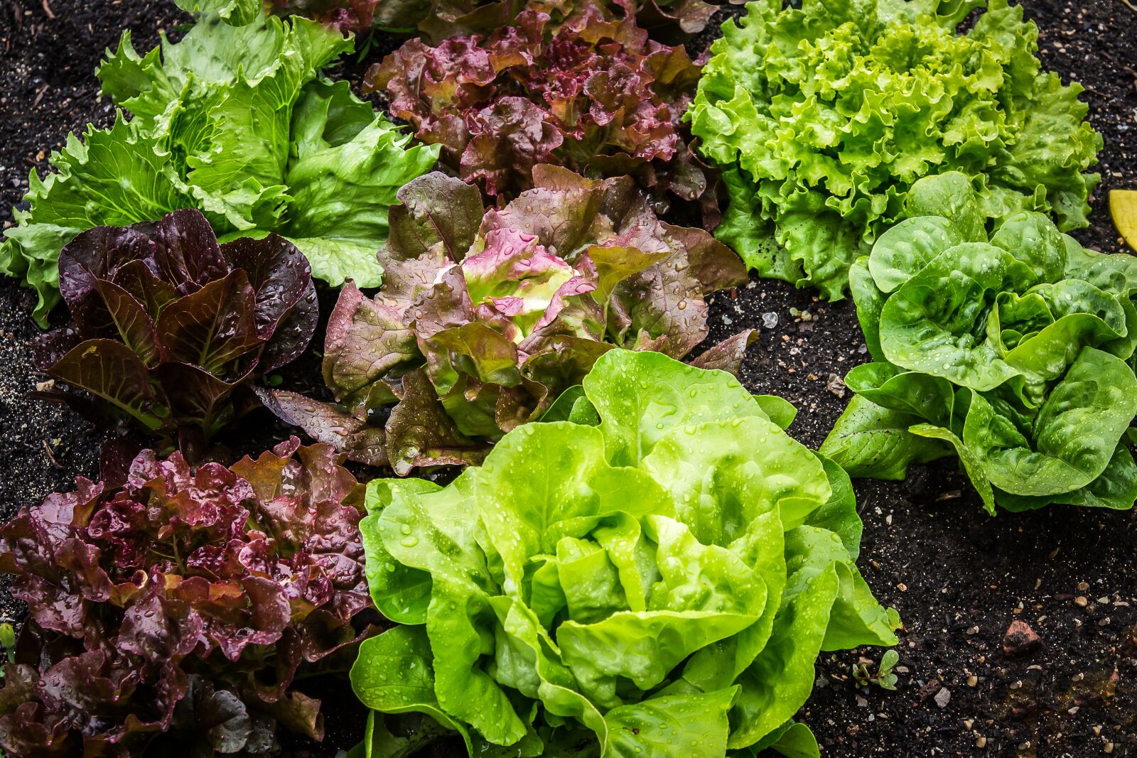 Canon EF 24-105mm F4L IS USM sample photo. Salad, salad plant, lettuce photography