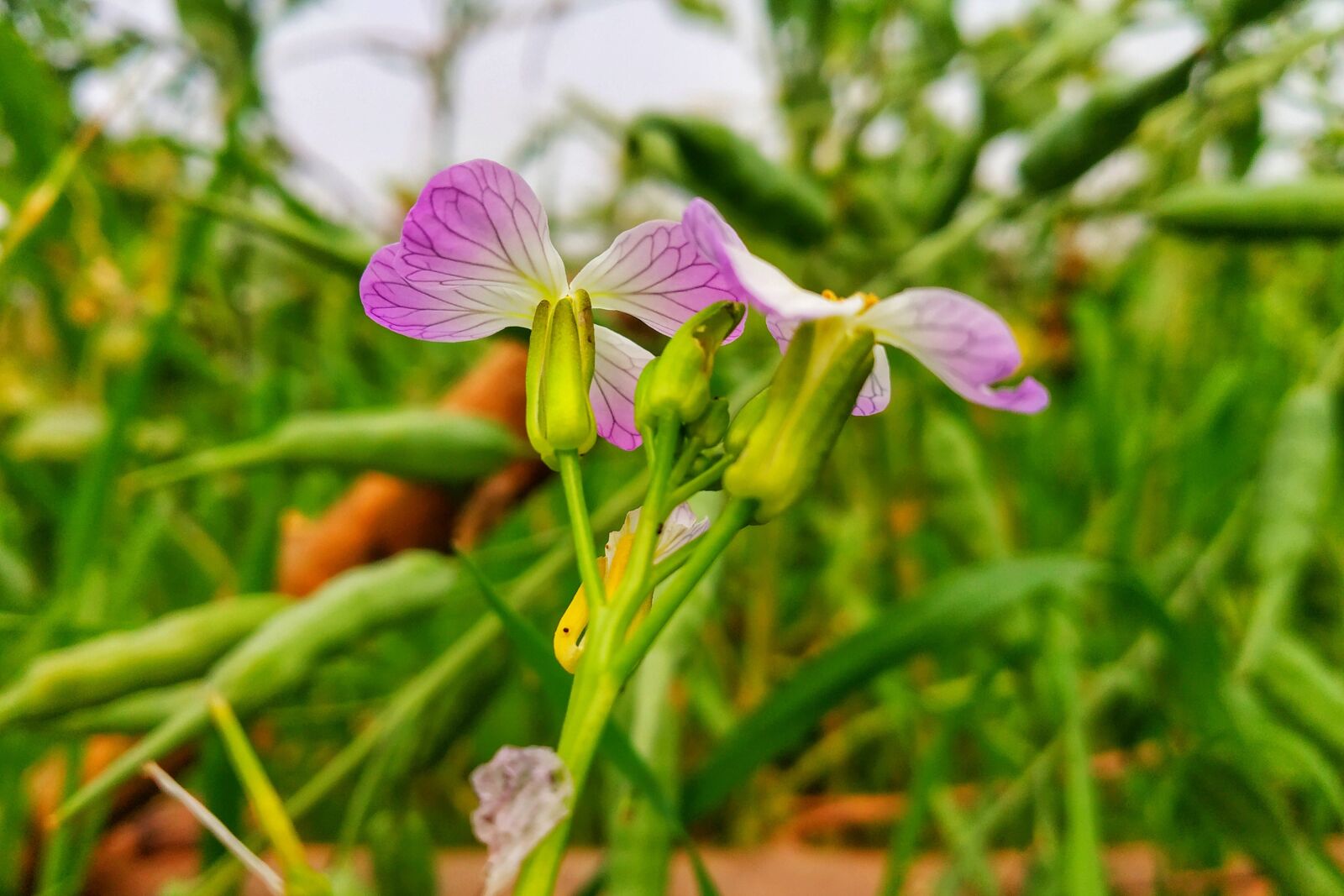 Xiaomi Redmi Note 5 Pro sample photo. Flower, beautiful flower, awesome photography