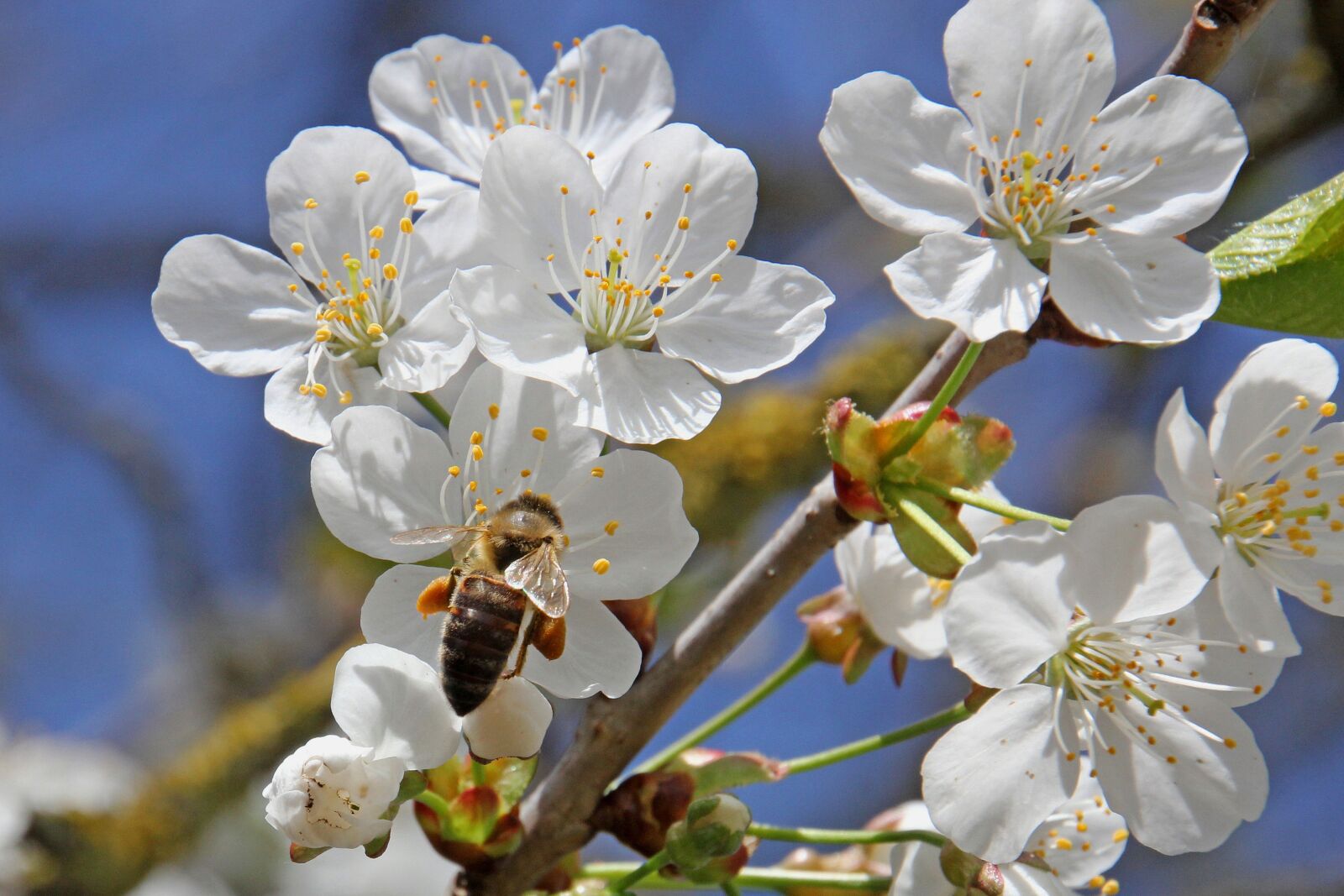 Canon EOS 60D sample photo. Flower, tree, nature photography