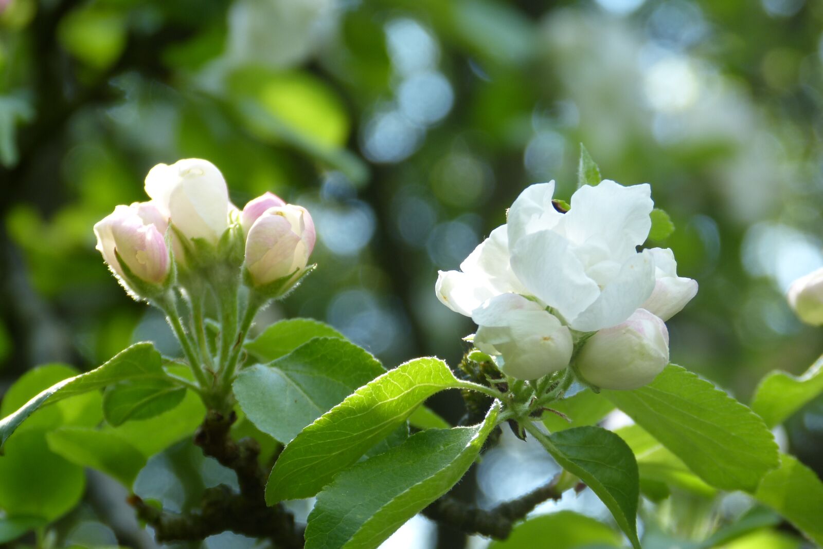 Panasonic Lumix DMC-FZ150 sample photo. Blossom, bloom, tree photography
