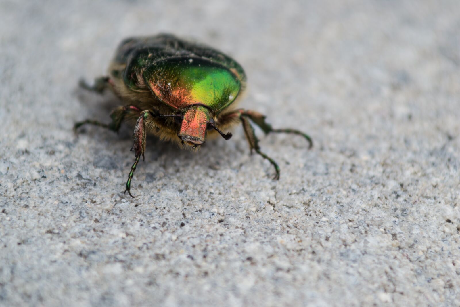 Nikon D3100 sample photo. Beetle, colorful, insect photography