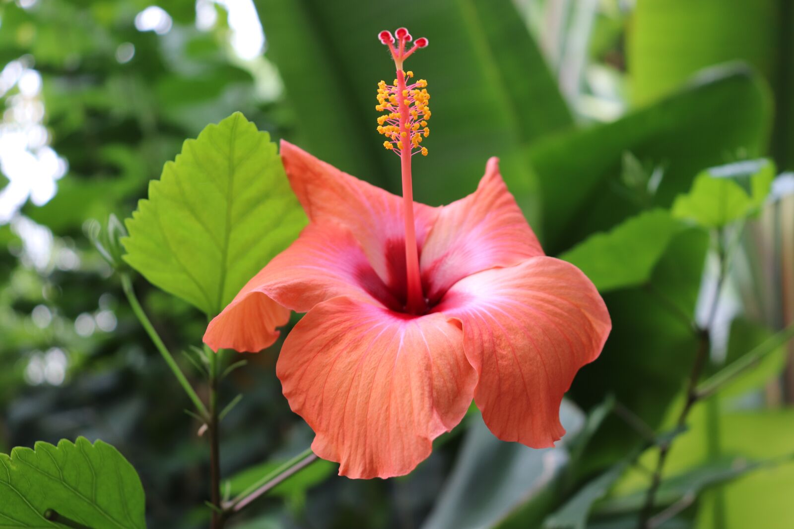 Canon EOS 800D (EOS Rebel T7i / EOS Kiss X9i) sample photo. Hibiscus, flowers, flowering shrubs photography