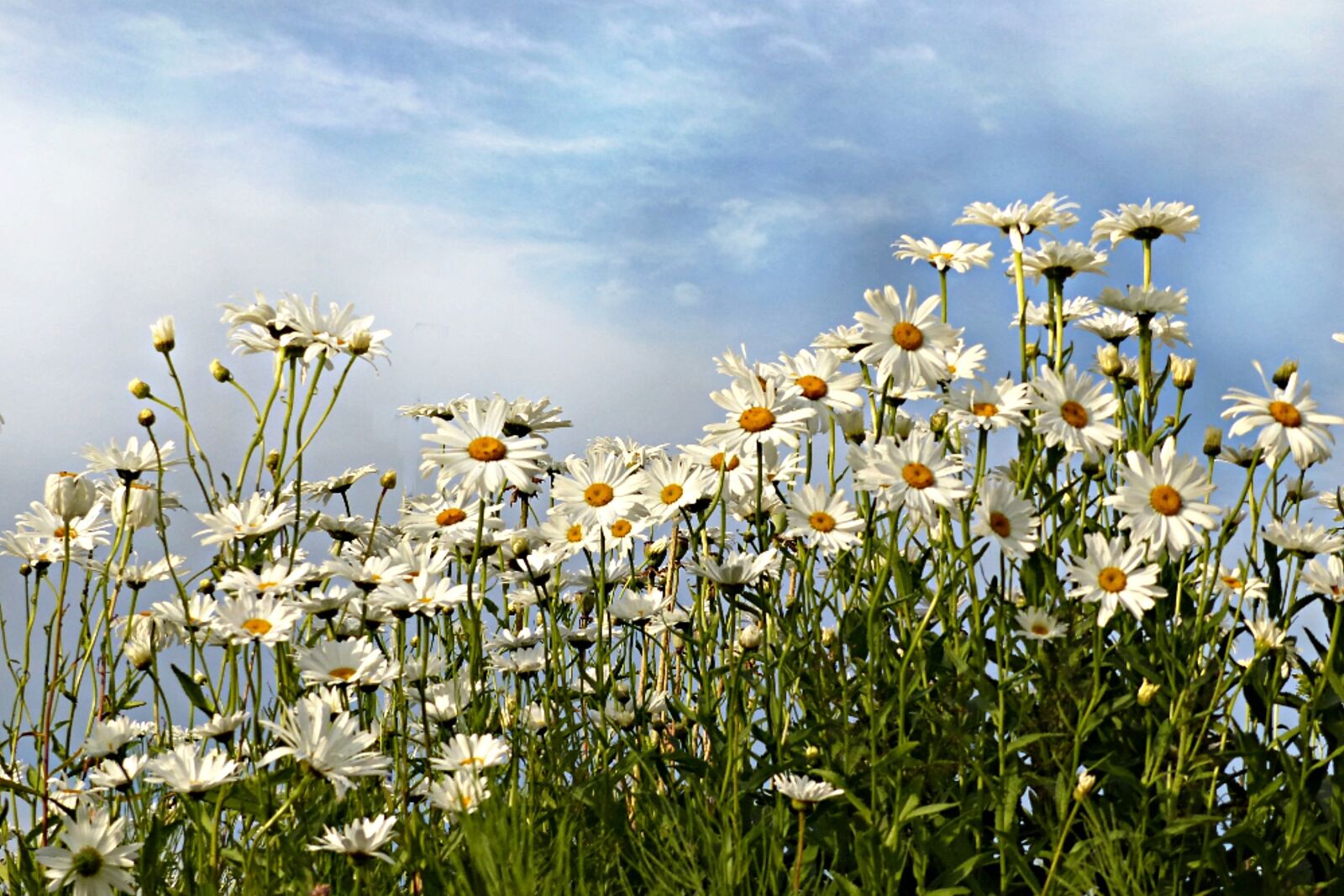 Panasonic Lumix DMC-FZ200 sample photo. Daisies, leucanthemum, flower photography