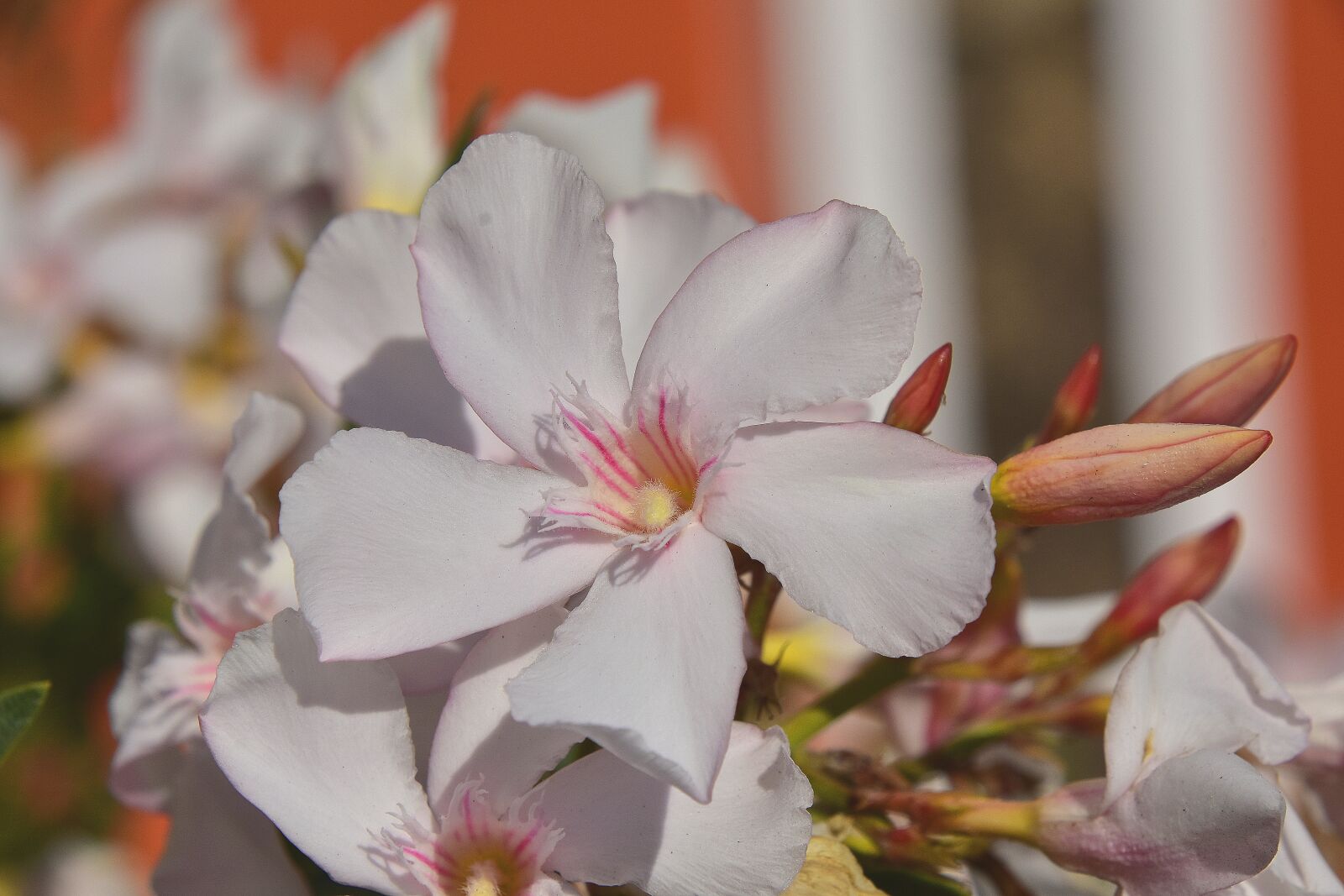 Nikon D7200 sample photo. Flower, garden, plant photography