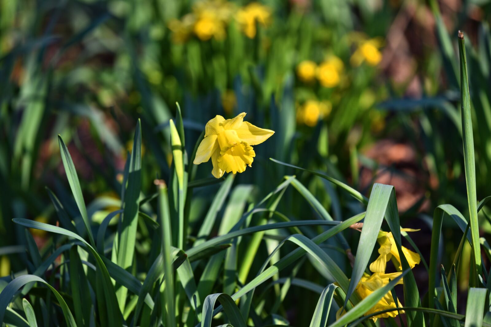 Nikon D750 sample photo. Daffodil, narcissus, flower photography