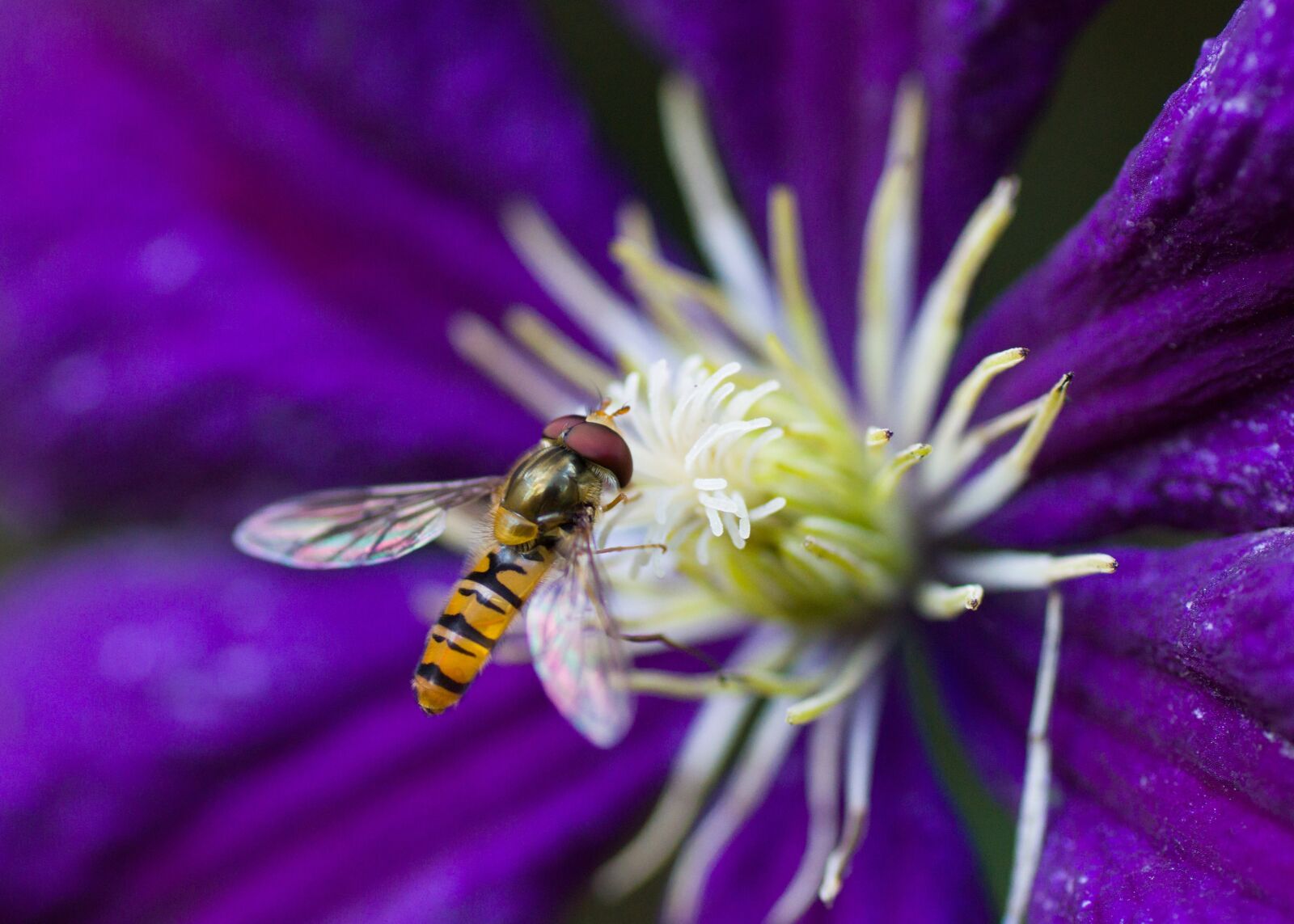 Sony SLT-A58 + Tamron SP AF 90mm F2.8 Di Macro sample photo. Hoverfly, insect, clematis photography