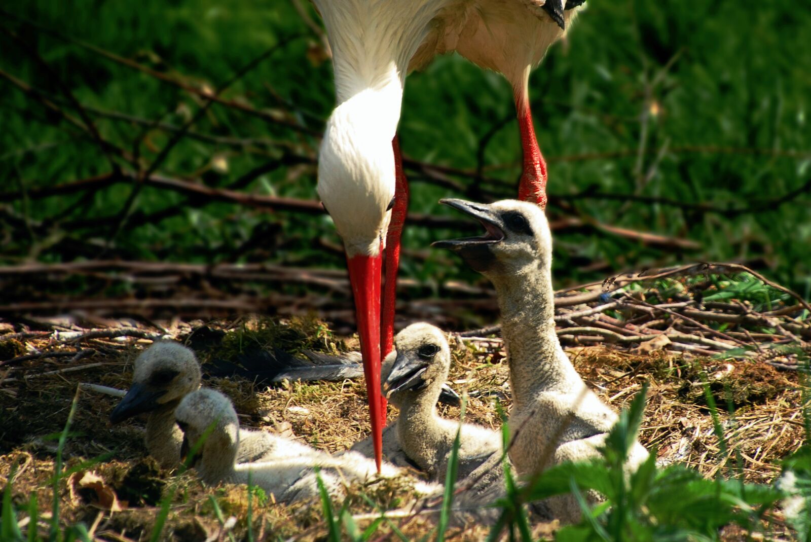 Nikon D80 sample photo. Stork, bird, chicks photography