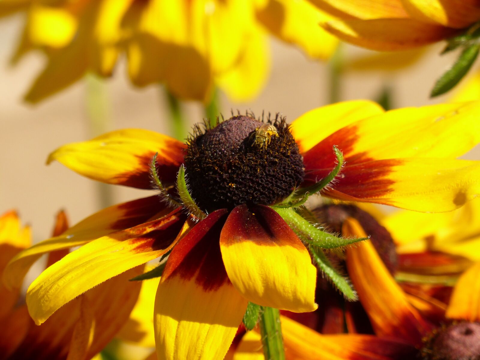 Panasonic Lumix DMC-FZ200 sample photo. Coneflower, echinacea, bee photography
