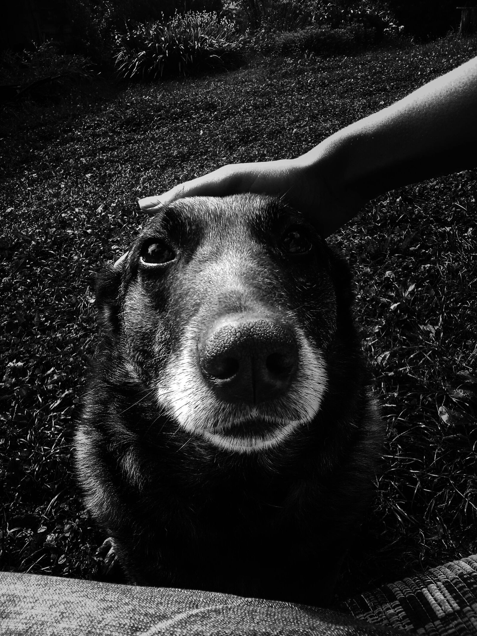 Sony Xperia L sample photo. Black, and, white, dog photography