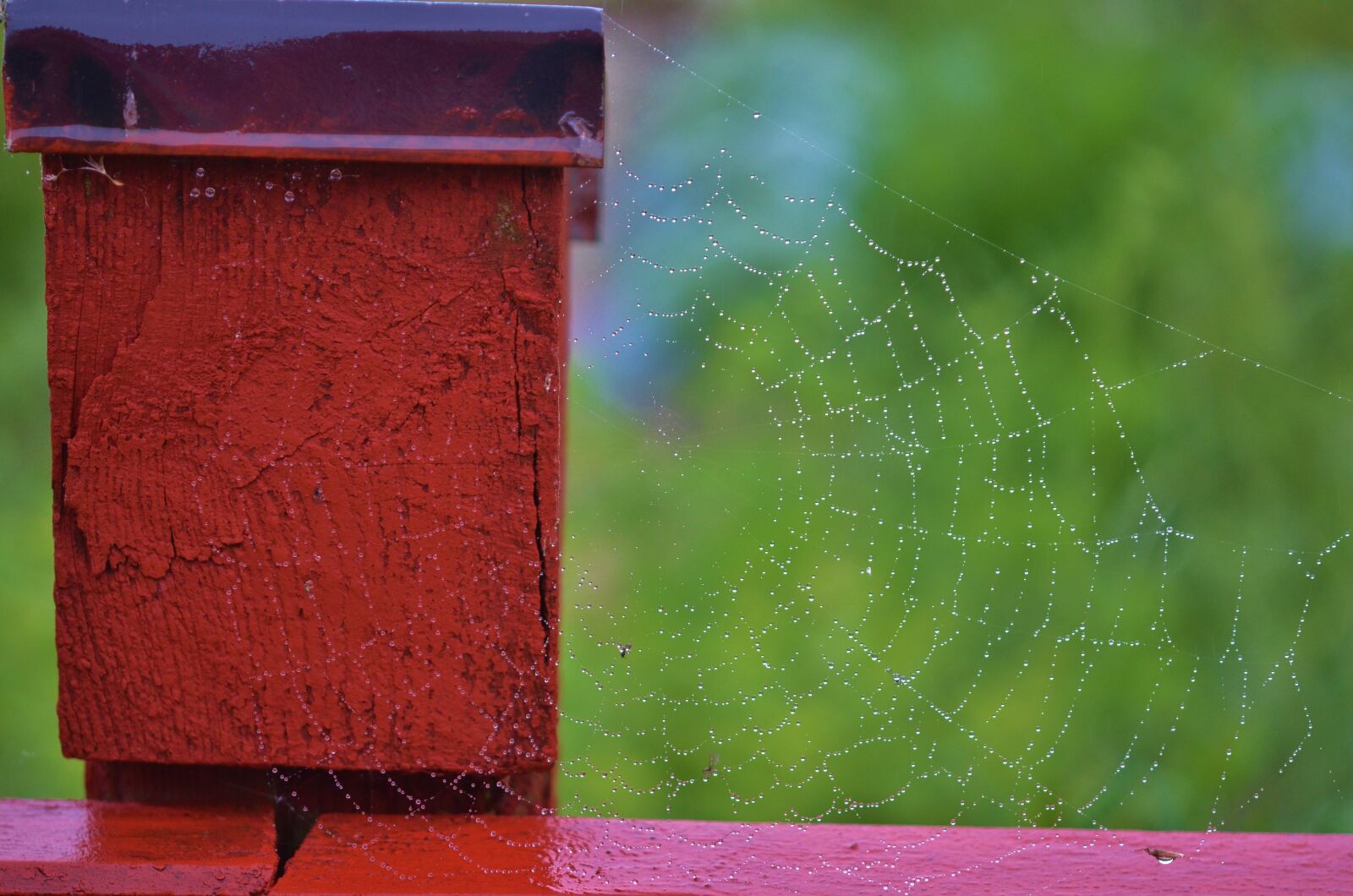 Nikon D7000 sample photo. Drop, rain, rain drops photography