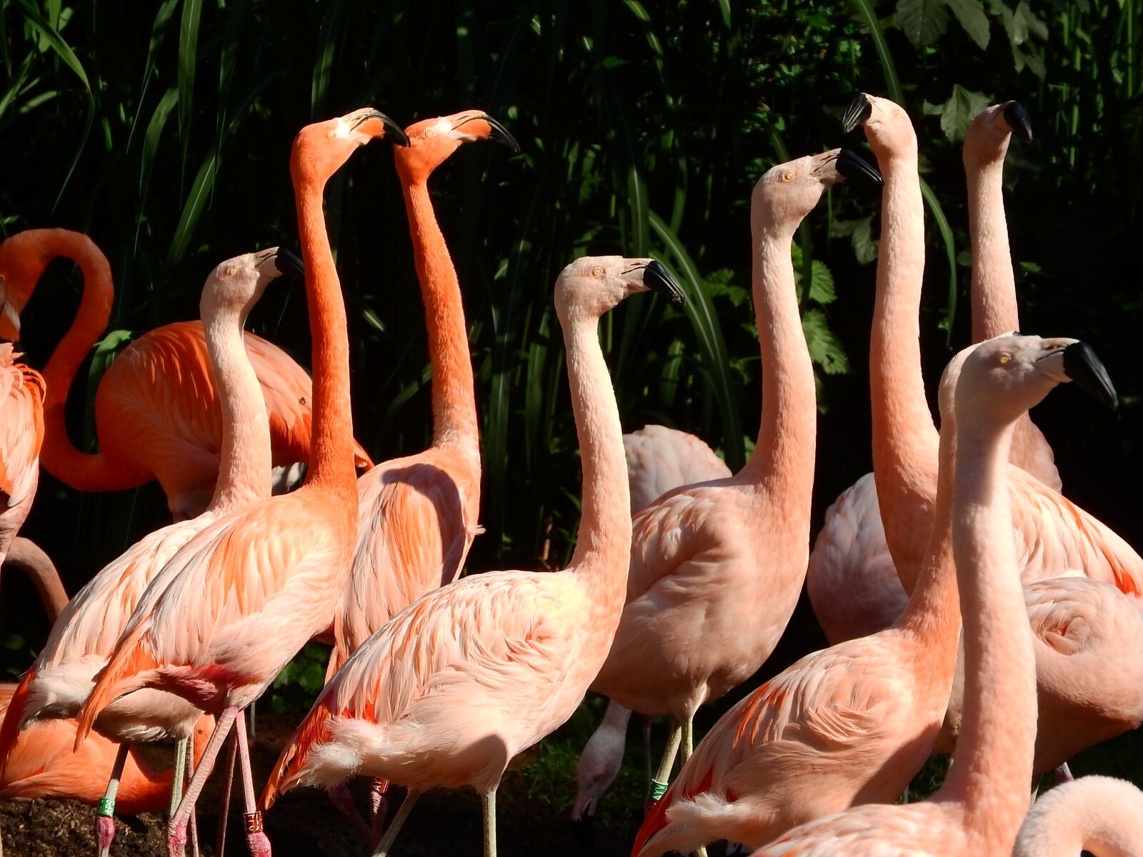 Nikon Coolpix P610 sample photo. Flamingo chilean, flamingo cuban photography