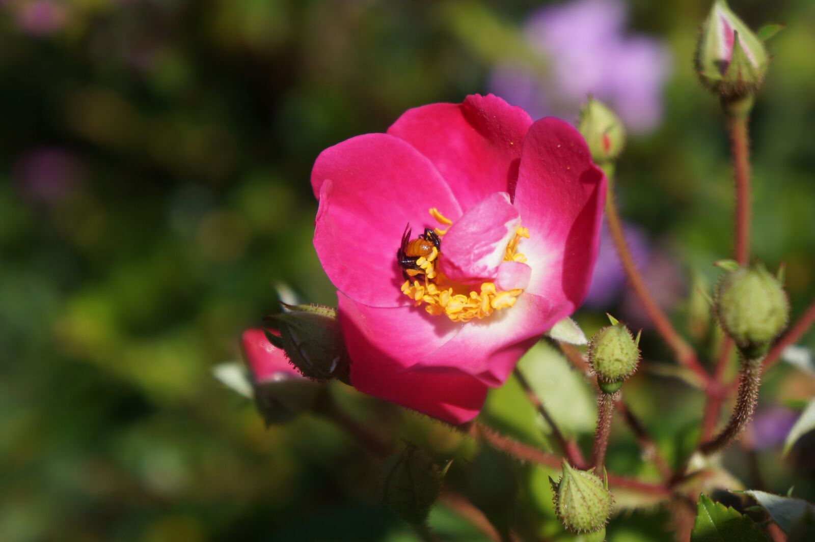 Sony Alpha a3000 sample photo. Flowers, nature, bee photography