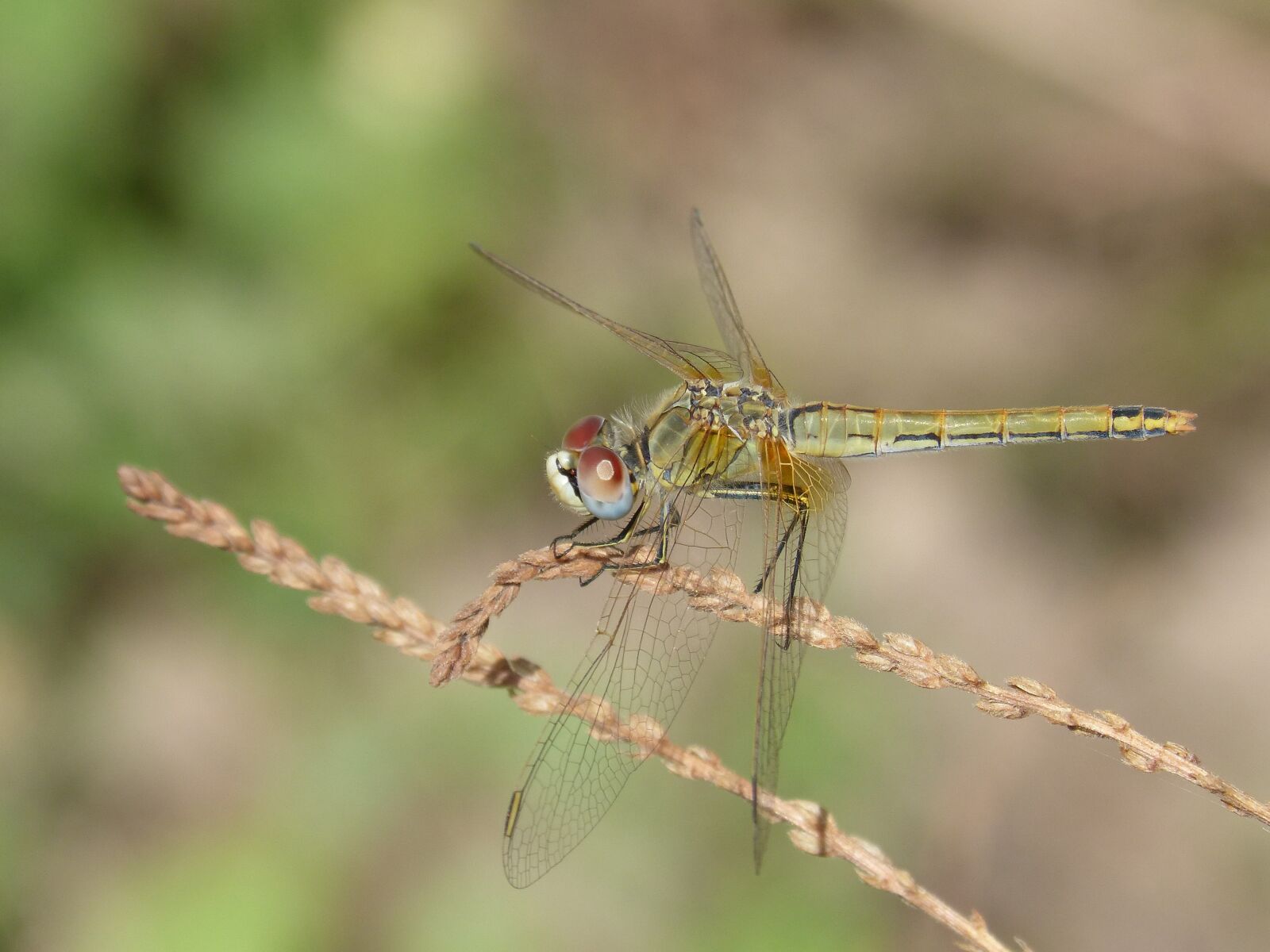 Panasonic DMC-FZ62 sample photo. Yellow dragonfly, dragonfly, sympetrum photography