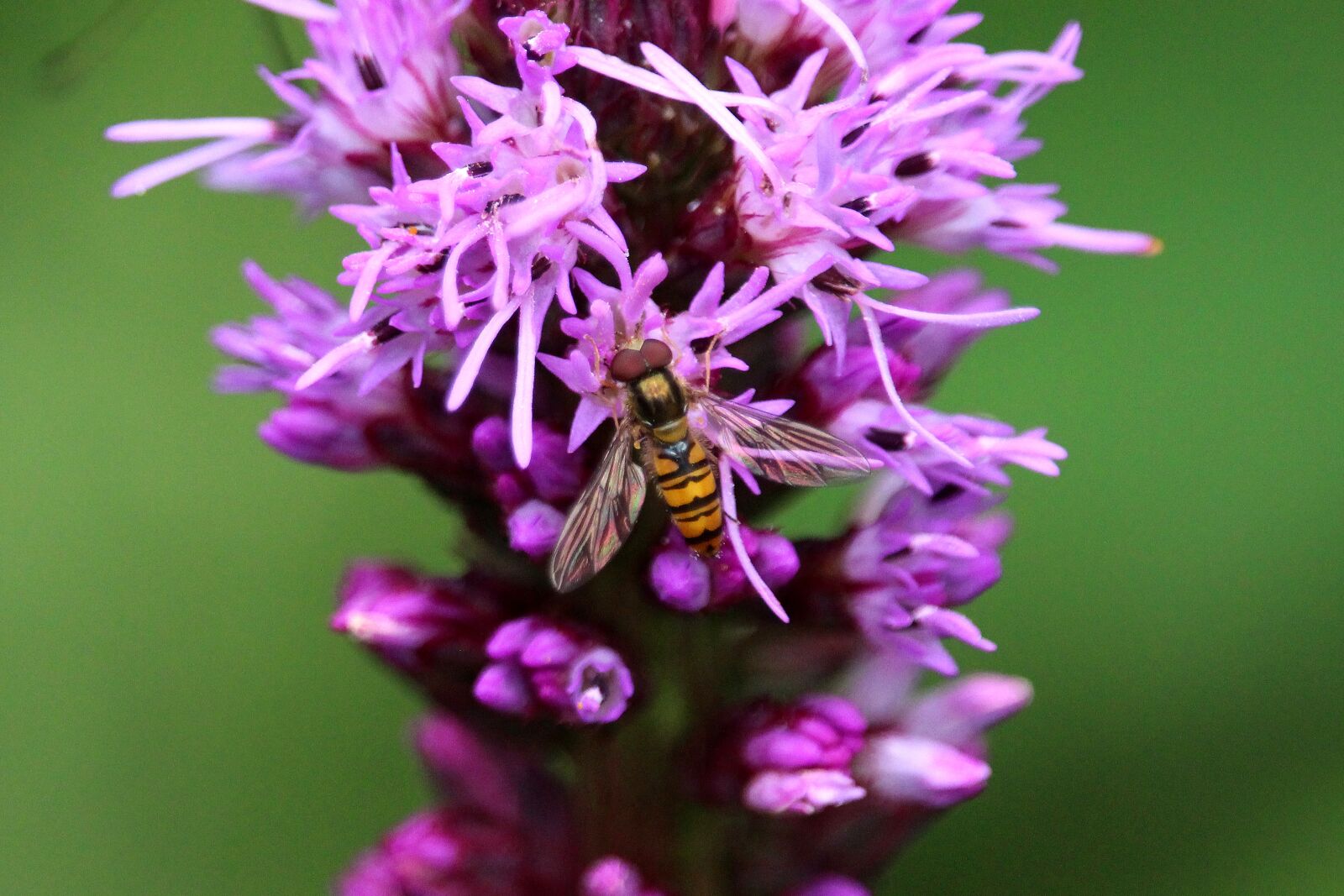 Canon EF-S 55-250mm F4-5.6 IS STM sample photo. Blossom, bloom, purple photography