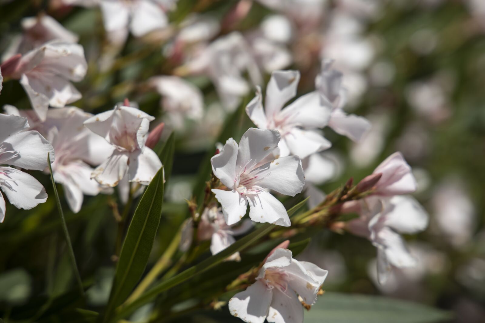 Canon RF 24-105mm F4L IS USM sample photo. White, flowers, nature photography