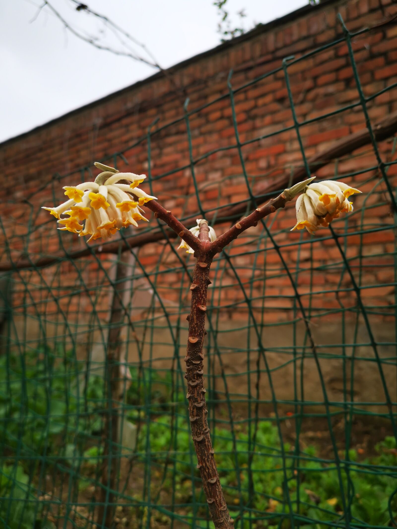 HUAWEI Mate 20 Pro sample photo. The courtyard wall, flower photography