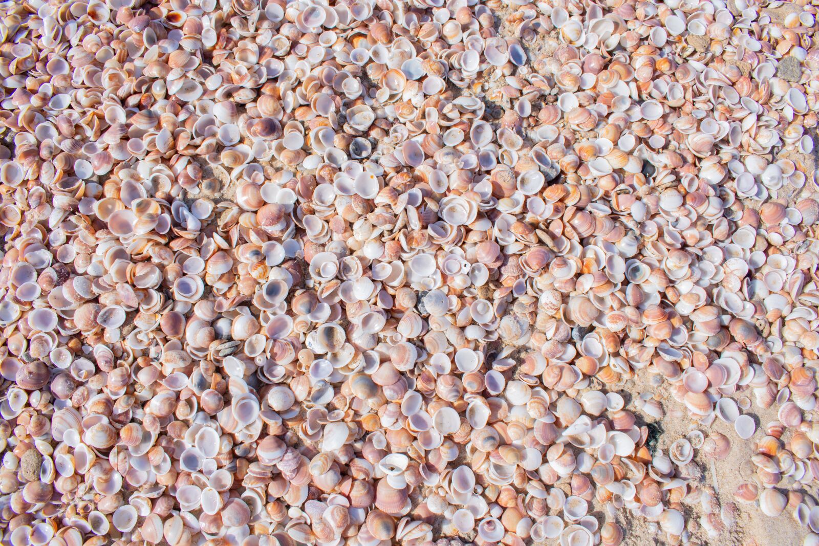 Nikon D7200 sample photo. Seashells, sea, beach photography