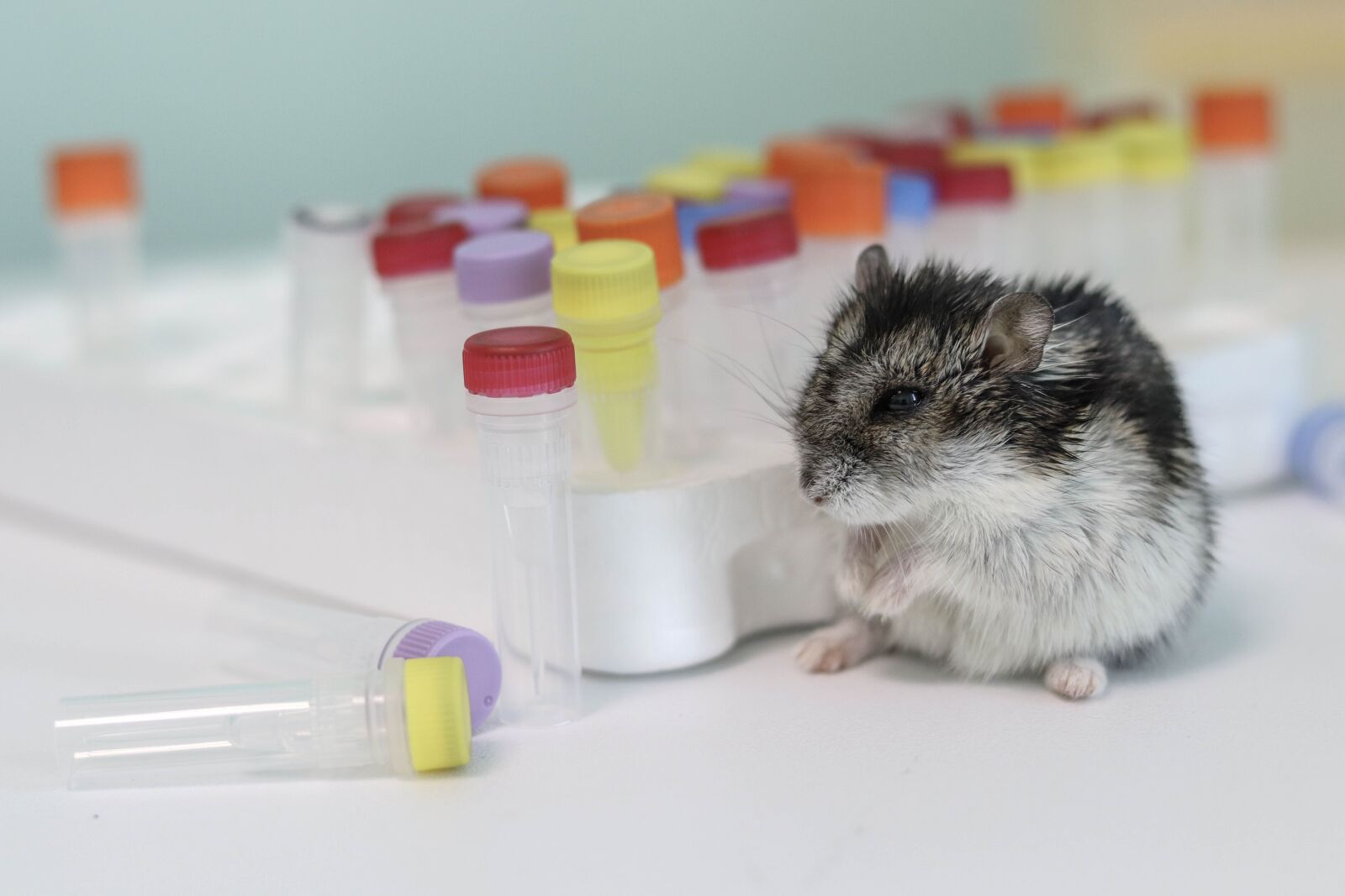 Canon EOS 200D (EOS Rebel SL2 / EOS Kiss X9) + Canon EF 50mm F1.8 STM sample photo. Hamster, background, pcr tube photography