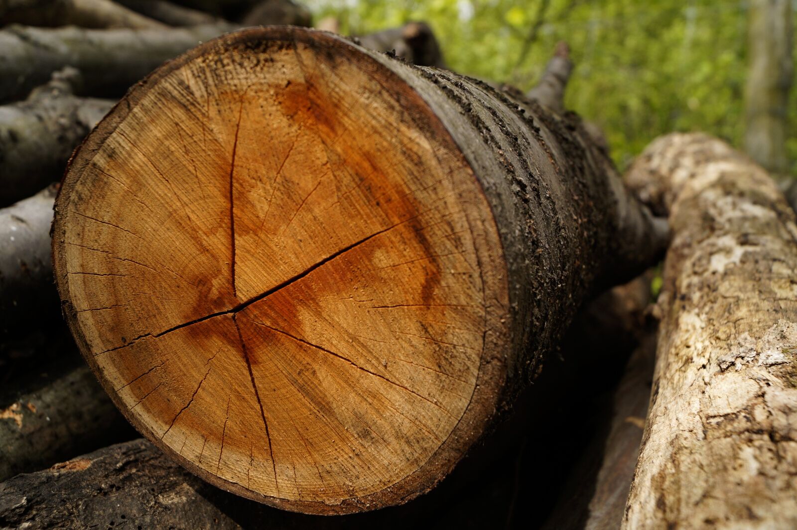 Sony DT 18-55mm F3.5-5.6 SAM II sample photo. Wood, log, stump photography