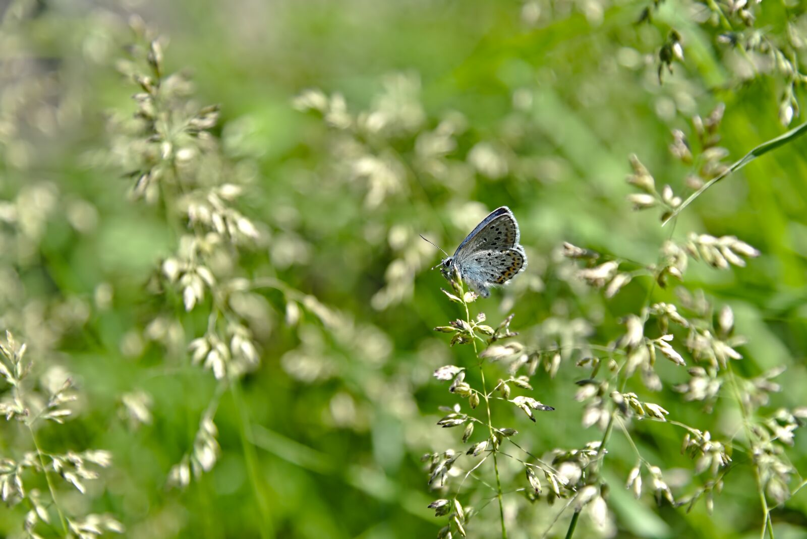 Nikon D750 sample photo. Meadow, grass, grasses photography