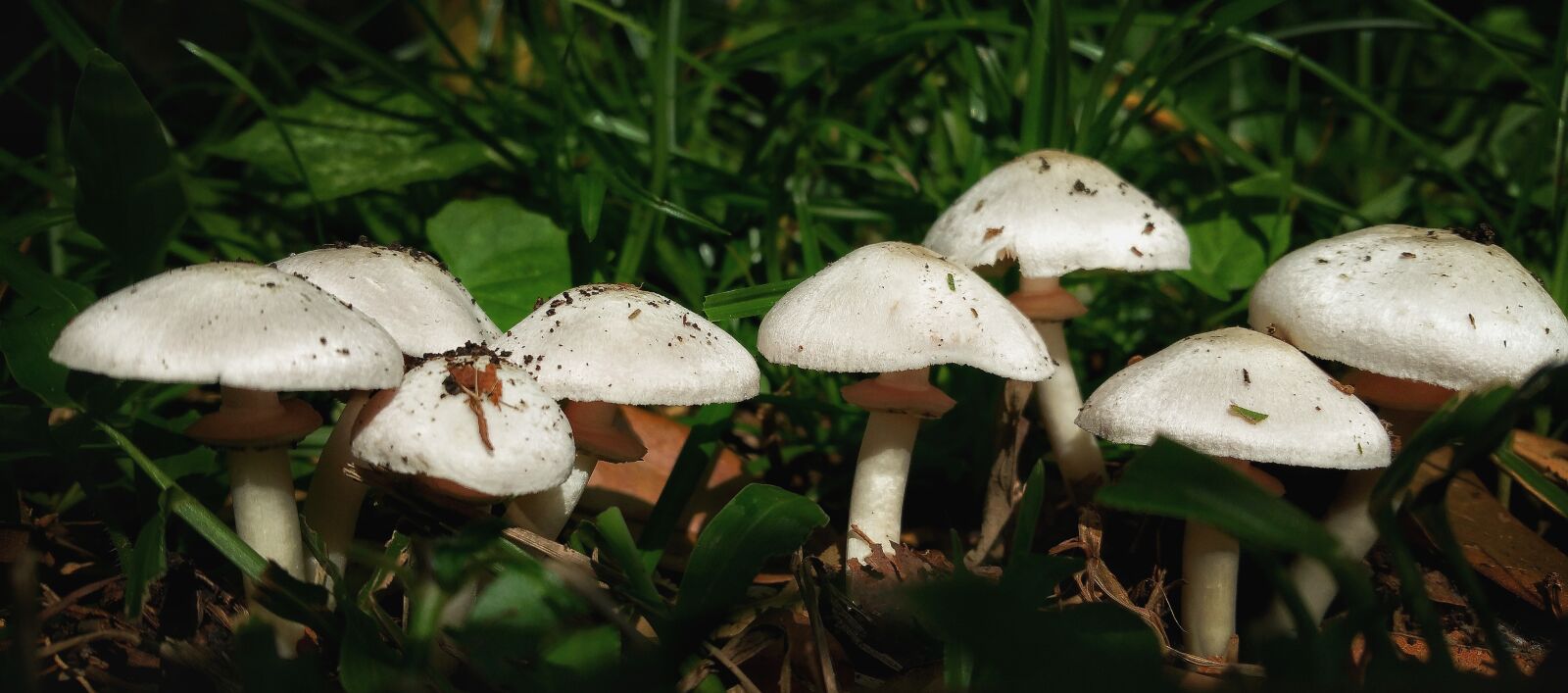 Samsung Galaxy Note4 sample photo. Mushrooms, stems, white photography